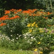 butterfly weed in sunny garden combination